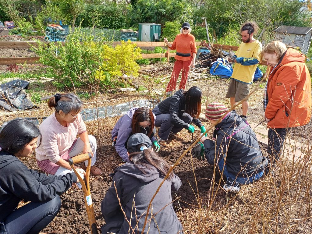 A group of people gardening and planting seeds at an allotment site. 